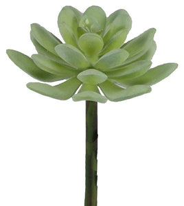 Succulent : Dusty Green - 4.5 Inches